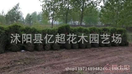 優質園林綠化苗木供應 龍柏苗、龍柏球、龍柏條及小葉女貞球的價格與優勢