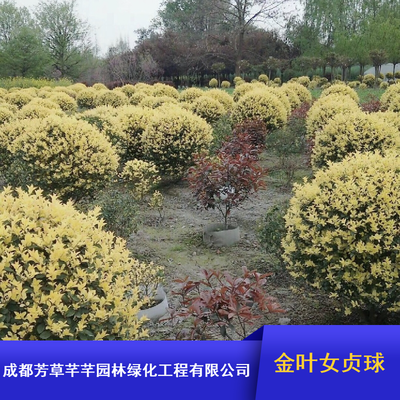 成都常綠灌木金葉女貞球 工程綠化優選，批量供應園林工程