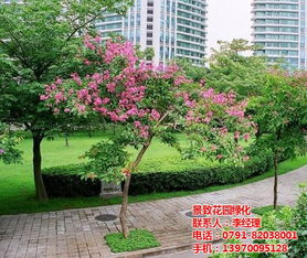南昌園林設(shè)計公司 打造上高縣景致花園綠化專業(yè)工程