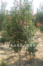 麗水市奧達綠化工程 全球花木網(wǎng)加盟會員引領(lǐng)園林綠化新風尚