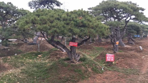 貴陽造型松價格解析與園林綠化工程應用