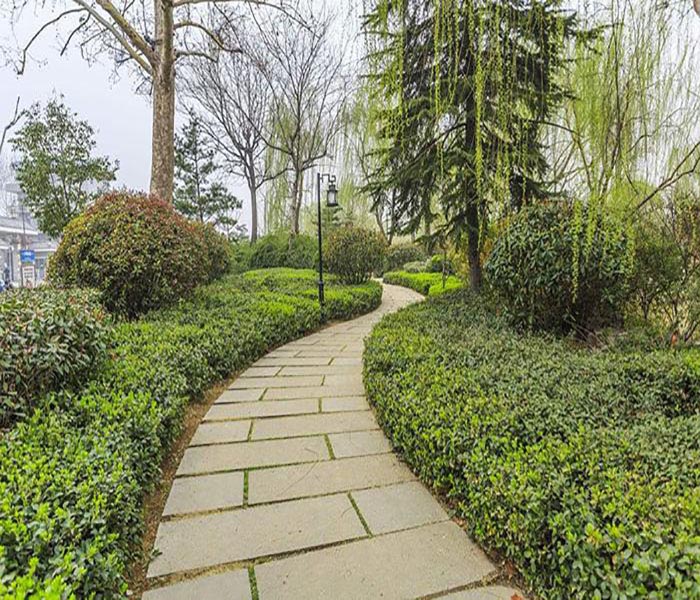 南沙芒果樹(shù) 綠化與果實(shí)的兩難選擇